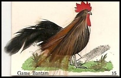 15 Game Bantam